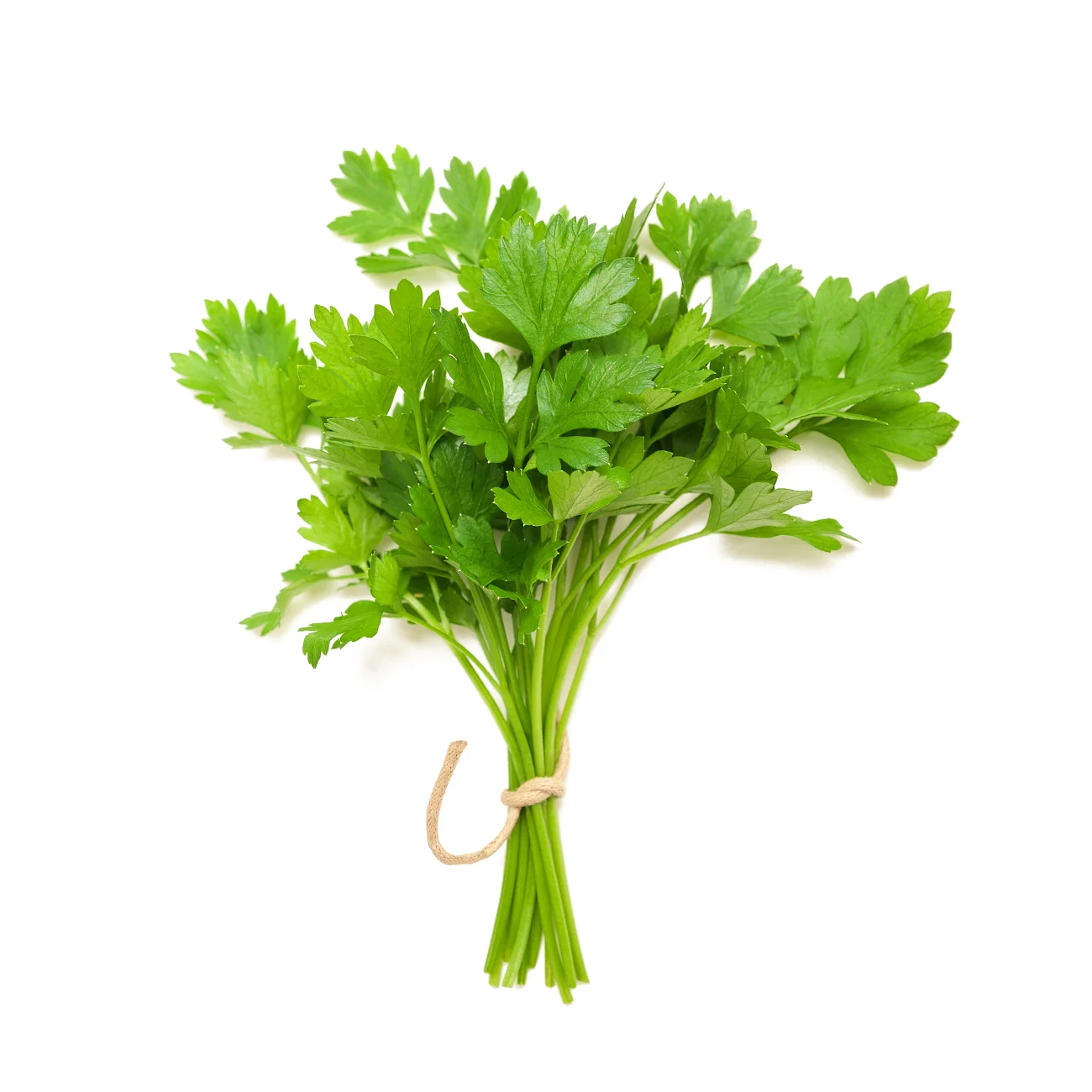Coriander per Bunch